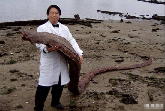 男子海岸发现巨型条状物 面目难以猜测(1)