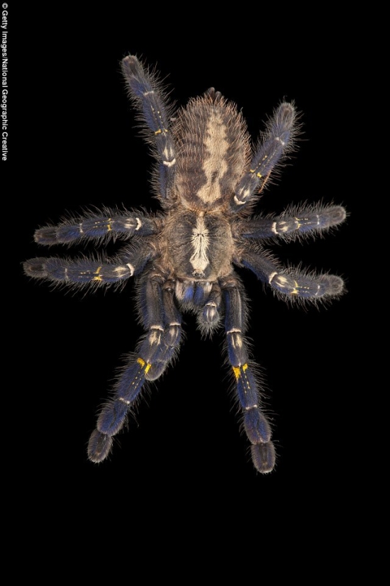 盘点世界最罕见物种 有些比大熊猫还稀有(3)