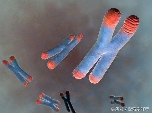 你不知道的6个长生不老冷知识 单身狗得永生？(2)