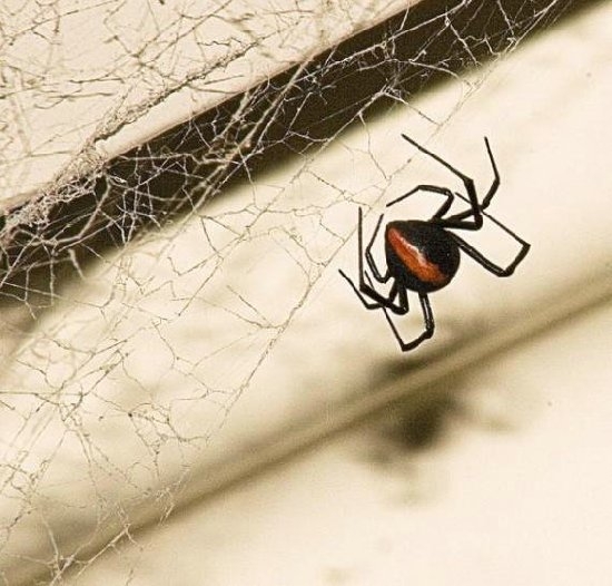 世界十大最毒蜘蛛：遇见了千万要躲开(2)