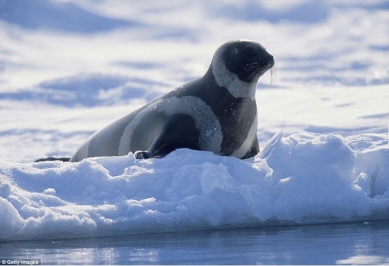 世界上真实存在的奇特动物(1)