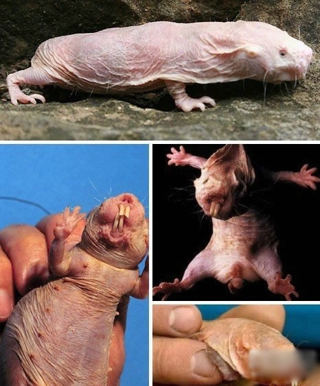 世界上最恐怖动物排行(1)