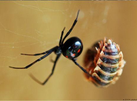 世界十大最毒蜘蛛：遇见了千万要躲开(3)