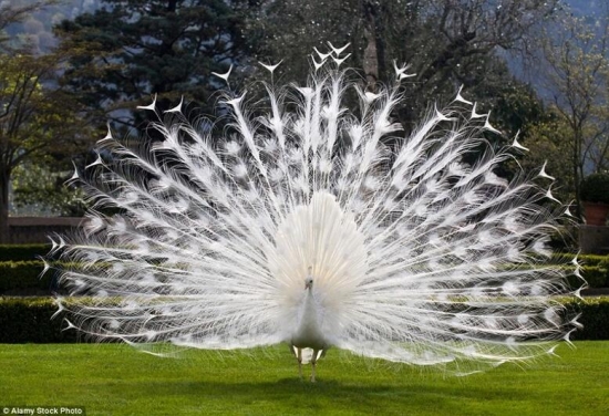 世界上真实存在的奇特动物(2)