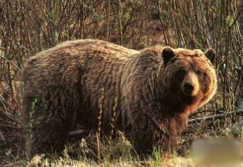 世界上最恐怖动物排行(2)