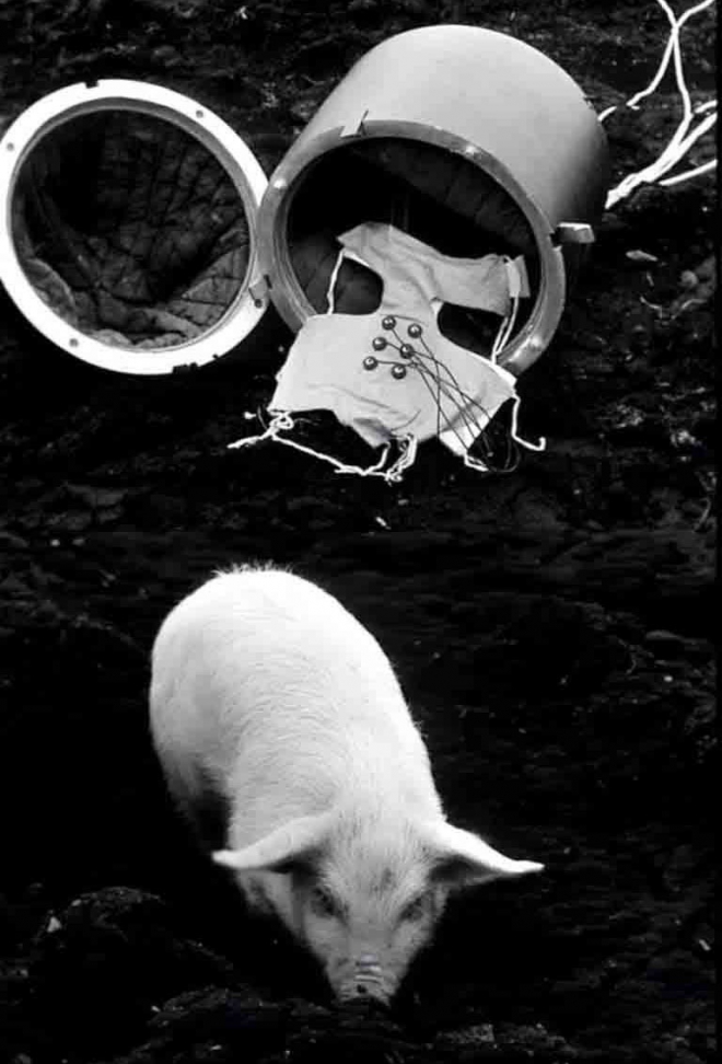 11张老照片直击苏军最奇葩试验：用大炮把猪打上天(3)