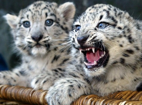 中国特种部队以他来命名，比老虎还要珍贵。(3)