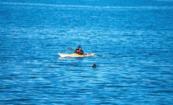 深海“梦魇”！实拍恐怖海洋生物(2)