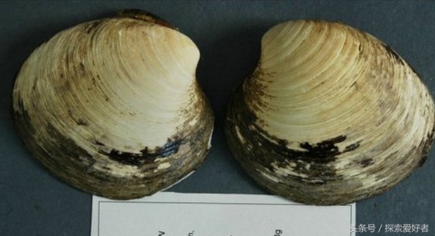 你不知道的6个长生不老冷知识 单身狗得永生？(2)