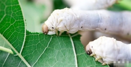 喂蚕宝宝吃这物 竟然吐出“超级蚕丝”(1)