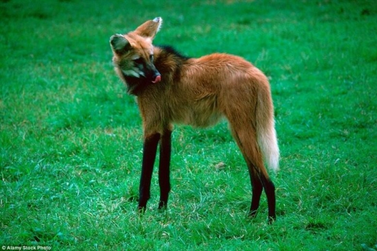 世界上真实存在的奇特动物(1)