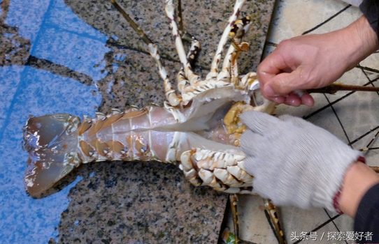 你不知道的6个长生不老冷知识 单身狗得永生？(1)