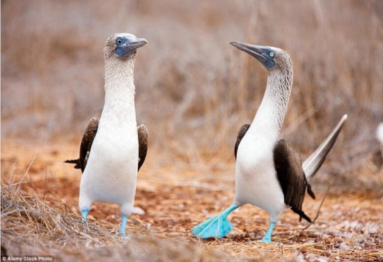 世界上真实存在的奇特动物(4)