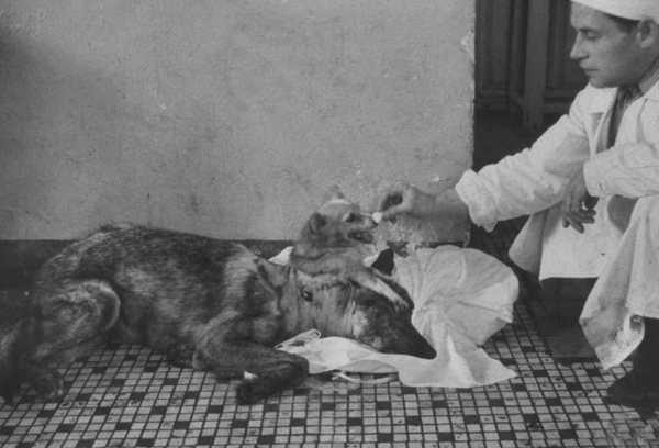 前苏联恐怖的“狗头移植”手术，不仅存活了，而且两个头都能进食(2)