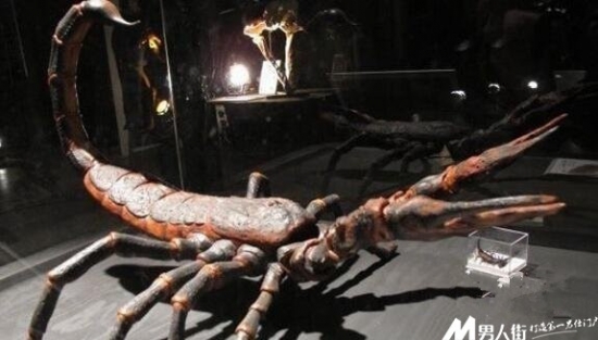 远古十大凶兽：巨兽梅尔维尔鲸体长约为60英尺(3)