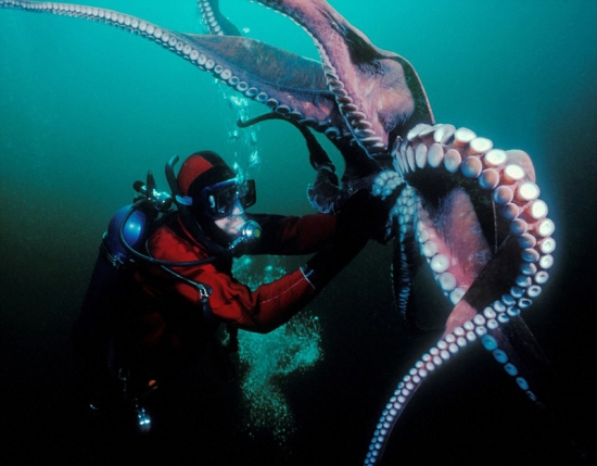 深海“梦魇”！实拍恐怖海洋生物(1)