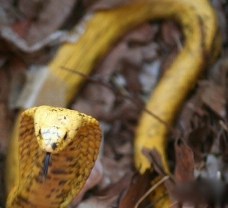 世界上最恐怖动物排行(3)