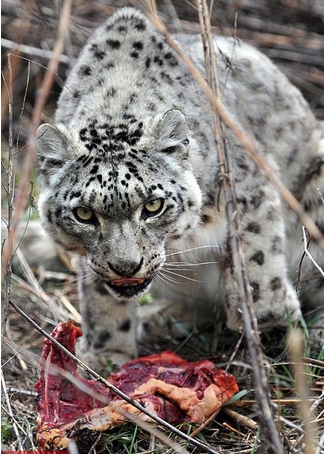 中国特种部队以他来命名，比老虎还要珍贵。(3)