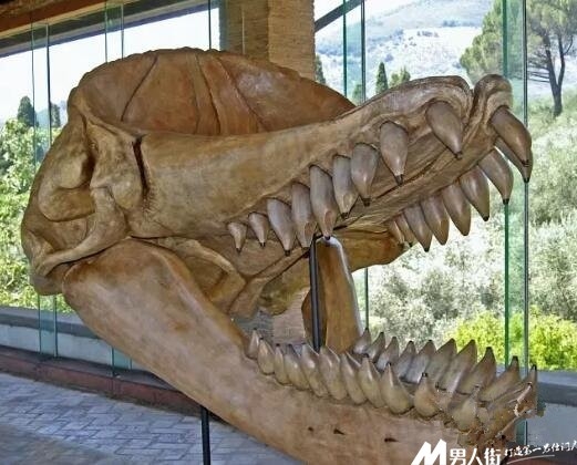 远古十大凶兽：巨兽梅尔维尔鲸体长约为60英尺(1)