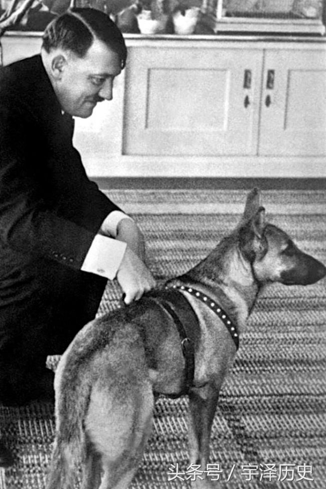 旧影回眸：希特勒与他的爱犬——布隆迪(2)