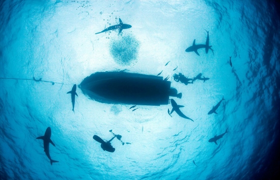 深海“梦魇”！实拍恐怖海洋生物(3)