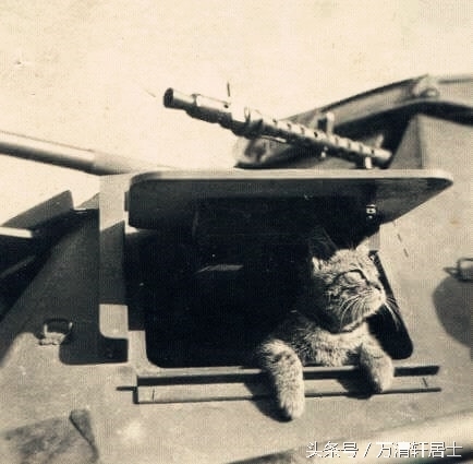 二战德军军官们和他们的宠物，不过最令他们忌惮的是苏联反坦克犬(2)