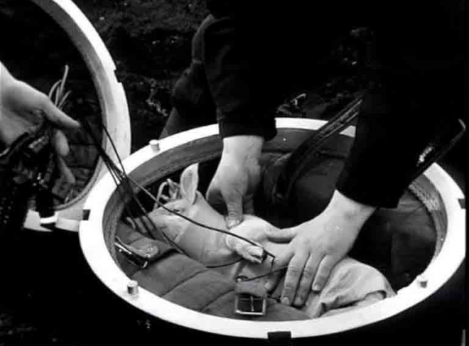 11张老照片直击苏军最奇葩试验：用大炮把猪打上天(2)