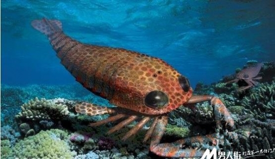 远古十大凶兽：巨兽梅尔维尔鲸体长约为60英尺(3)