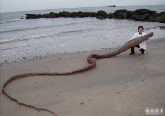 男子海岸发现巨型条状物 面目难以猜测(1)