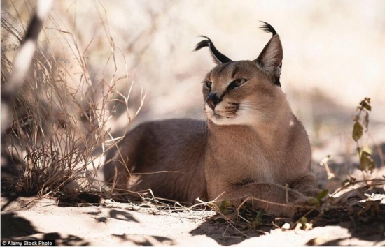世界上真实存在的奇特动物(4)