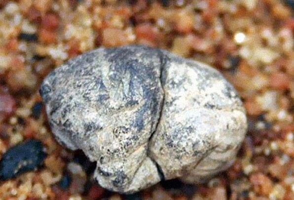 世界上最古老的物品长这样 安全套还可以循环使用(2)