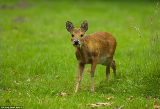 世界上真实存在的奇特动物(4)