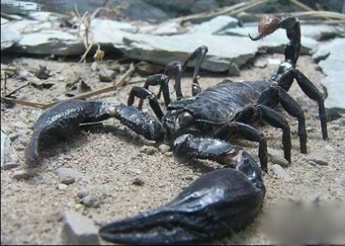 世界上最恐怖动物排行(4)