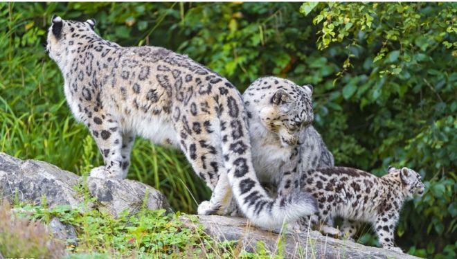 中国特种部队以他来命名，比老虎还要珍贵。(2)