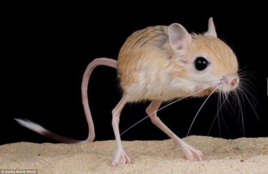 世界上真实存在的奇特动物(5)