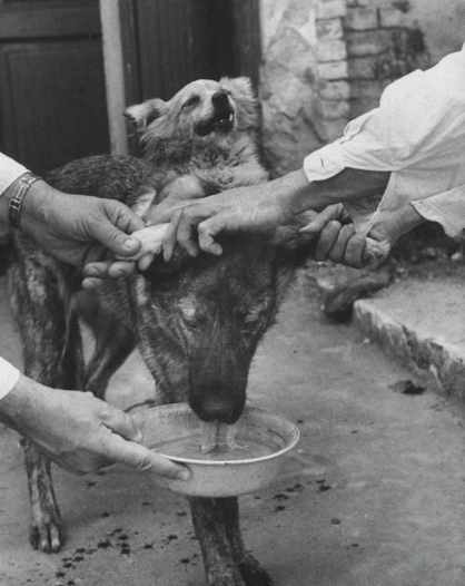 前苏联恐怖的“狗头移植”手术，不仅存活了，而且两个头都能进食(2)