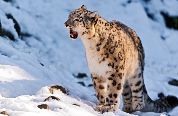 中国特种部队以他来命名，比老虎还要珍贵。(1)