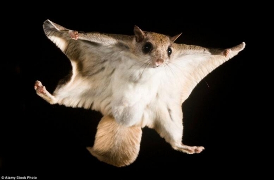 世界上真实存在的奇特动物(3)