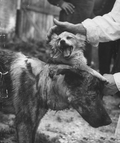 前苏联恐怖的“狗头移植”手术，不仅存活了，而且两个头都能进食(2)