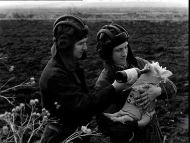 11张老照片直击苏军最奇葩试验：用大炮把猪打上天(1)