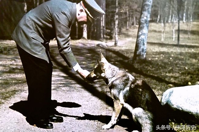 旧影回眸：希特勒与他的爱犬——布隆迪(3)