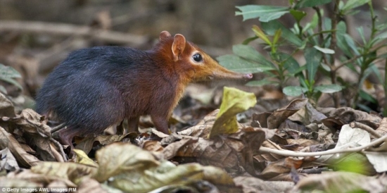 盘点世界最罕见物种 有些比大熊猫还稀有(4)