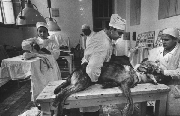 前苏联恐怖的“狗头移植”手术，不仅存活了，而且两个头都能进食(1)