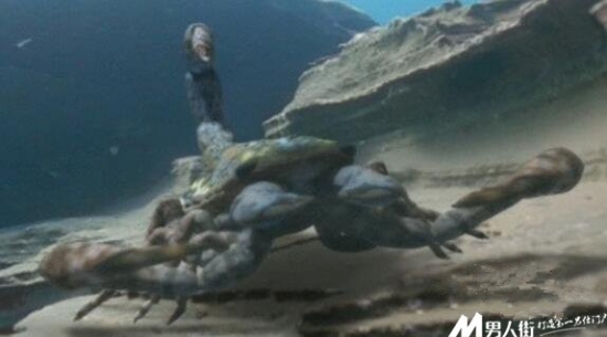 远古十大凶兽：巨兽梅尔维尔鲸体长约为60英尺(4)