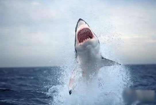 世界上最恐怖动物排行(2)