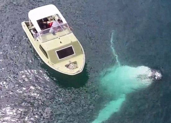 深海“梦魇”！实拍恐怖海洋生物(1)