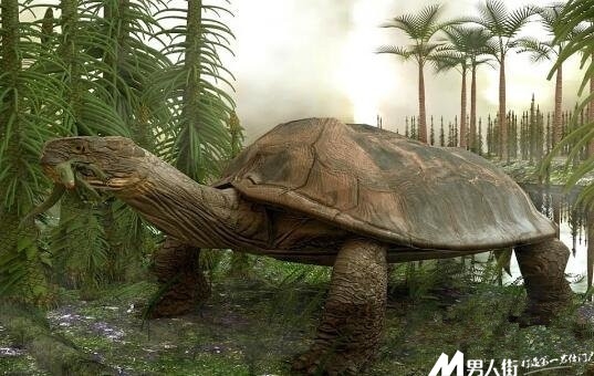 远古十大凶兽：巨兽梅尔维尔鲸体长约为60英尺(4)