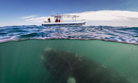深海“梦魇”！实拍恐怖海洋生物(1)