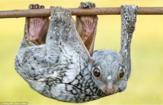 世界上真实存在的奇特动物(2)