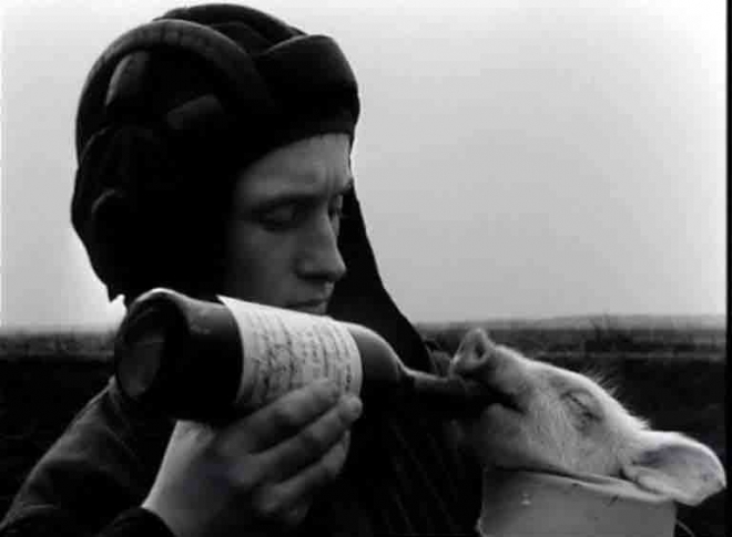 11张老照片直击苏军最奇葩试验：用大炮把猪打上天(1)